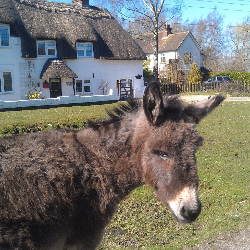 Thatched cottage with white walls in the background, In the foreground a donkey standing on grass is turning towards the camera. Blue sky and a sunny day.