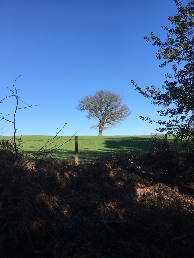 A photo of a bare tree in a meadow set against a brilliant blue sky.