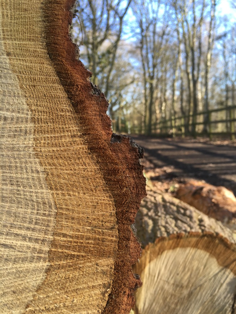A photo of a felled tree.  A close up of the tree rings in the foreground with a sunlit woodland path in the background.