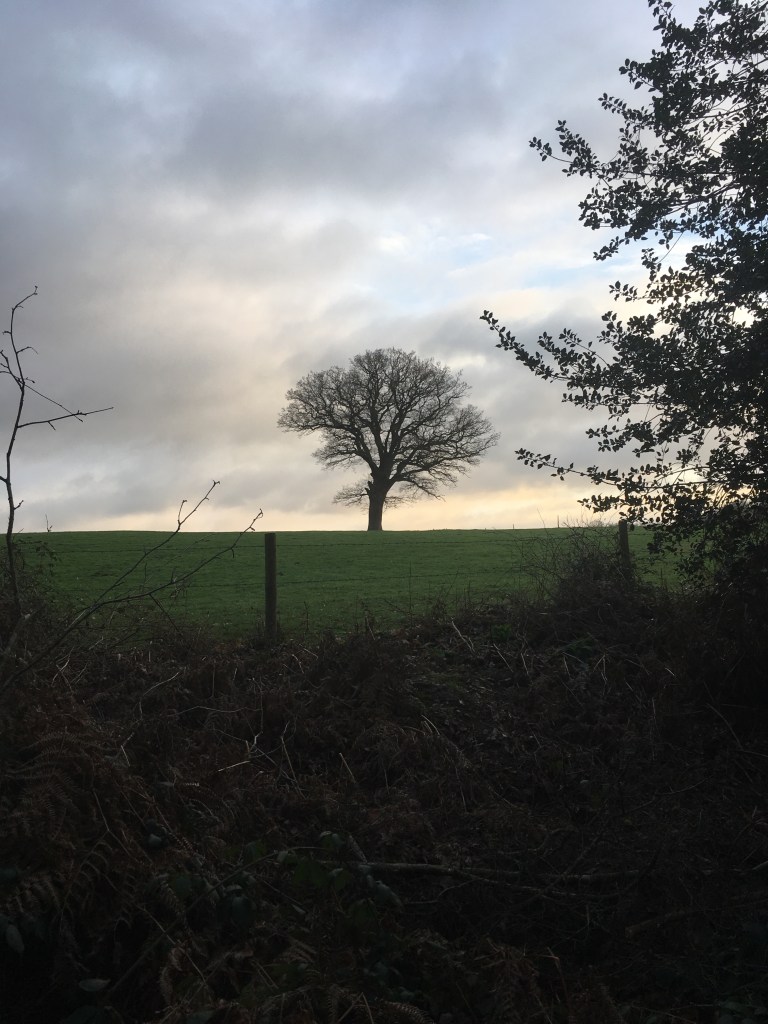 A photo of a bare tree in a meadow against a sky streaked with dark clouds and splinters of sunlight.