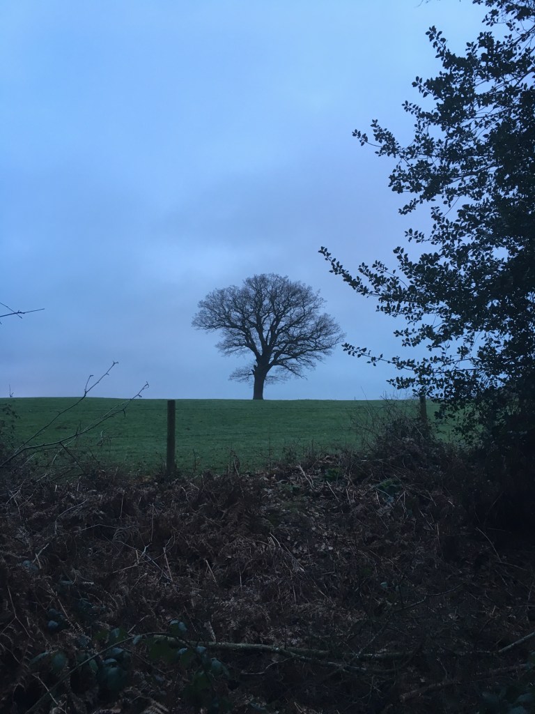 A photo of a bare tree in a meadow against a grey sky.