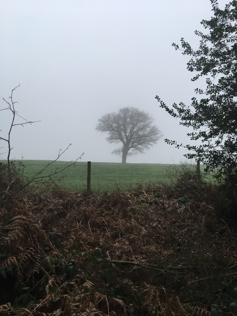 A photo of a bare tree in a ridge in a meadow against a sky white with fog.