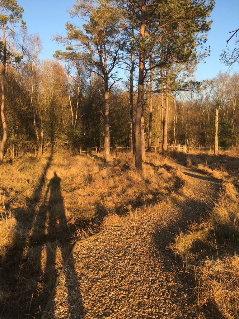 A photo of a curved gravel path through boggy grassland bathed in golden sunlight.  The shadow of the photographer stretches over the path.