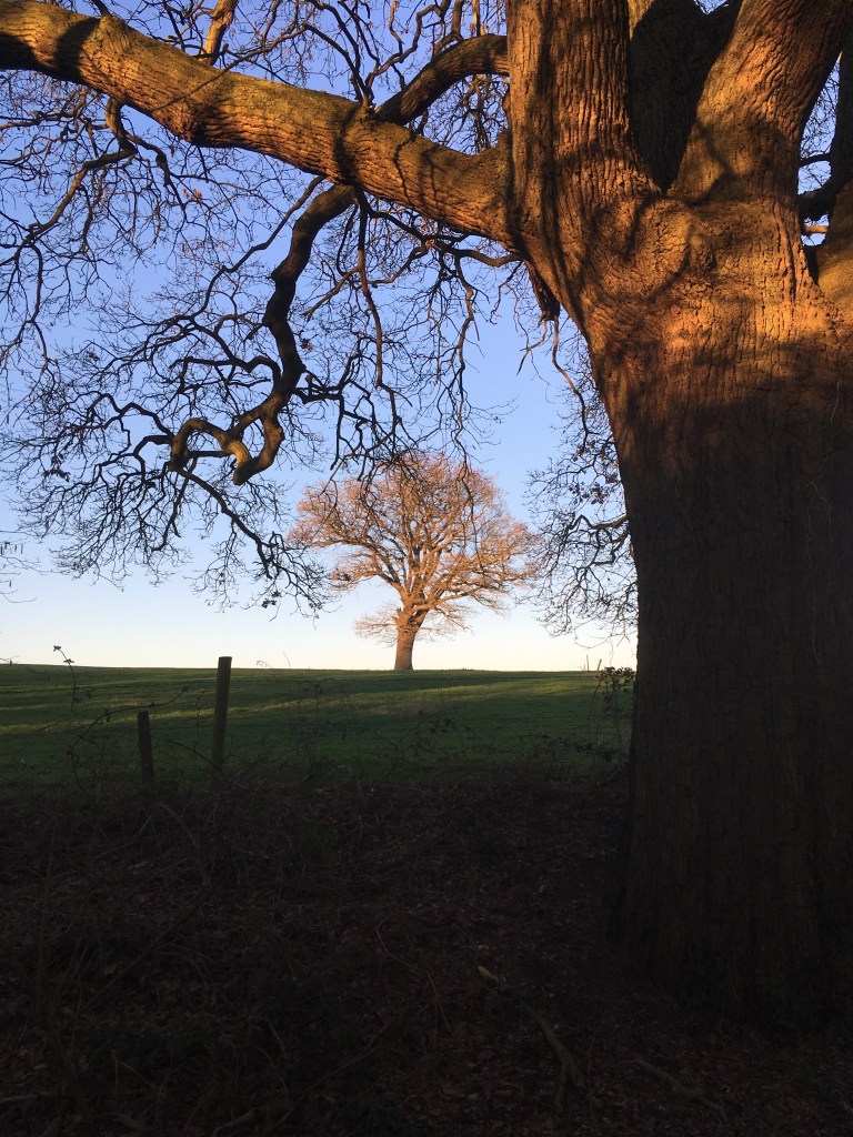 A photo of a bare tree in a meadow.  In the foreground is the trunk and branches of a much larger tree.  Both are covered in golden sunlight.