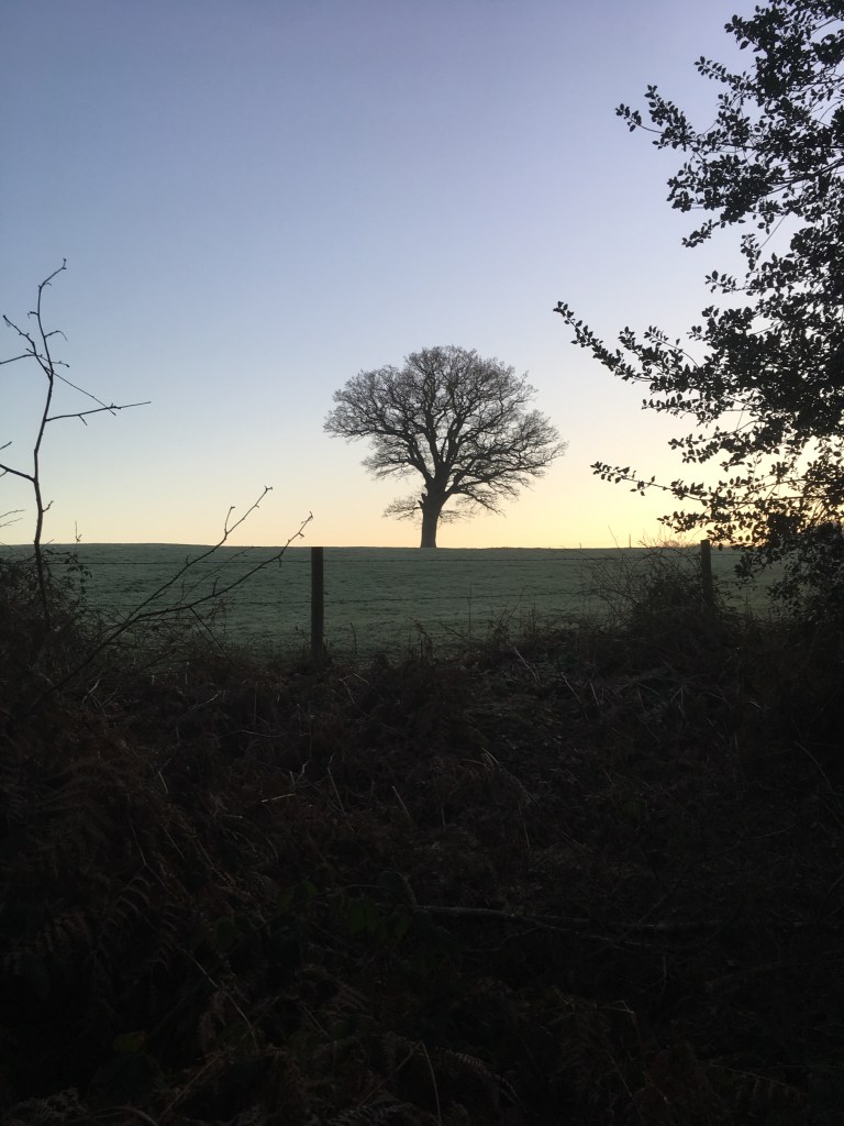 A photo of a bare tree in a meadow set against a sunrise.