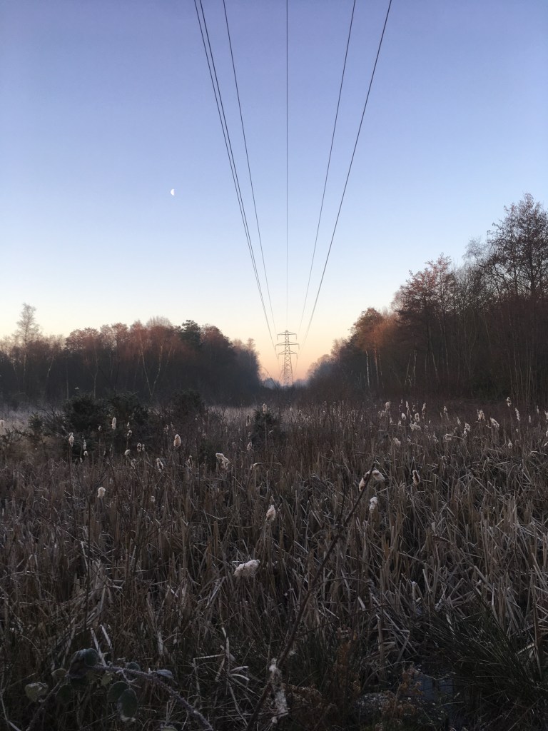 A photo of a wetland nature reserve covered in mist and seeding bulrushes.  Power lines stretch into a clear blue sky and distant sunrise overhead.
