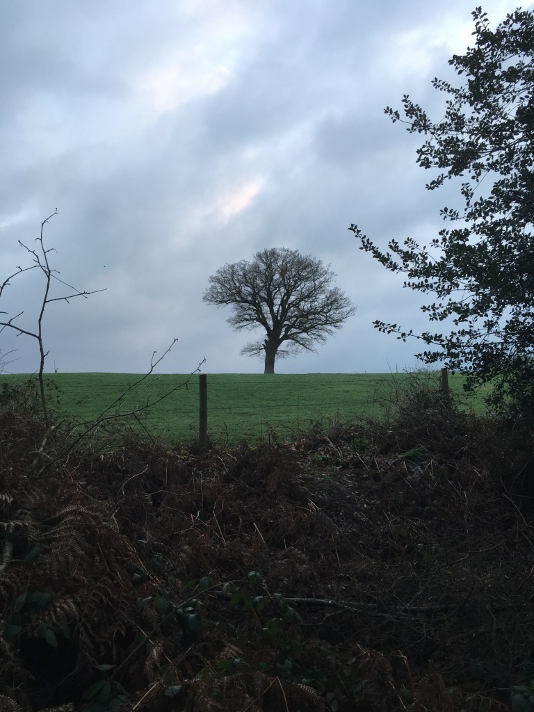 A bare tree in a green meadow against a sky of swirling grey cloud and a hint of pink.