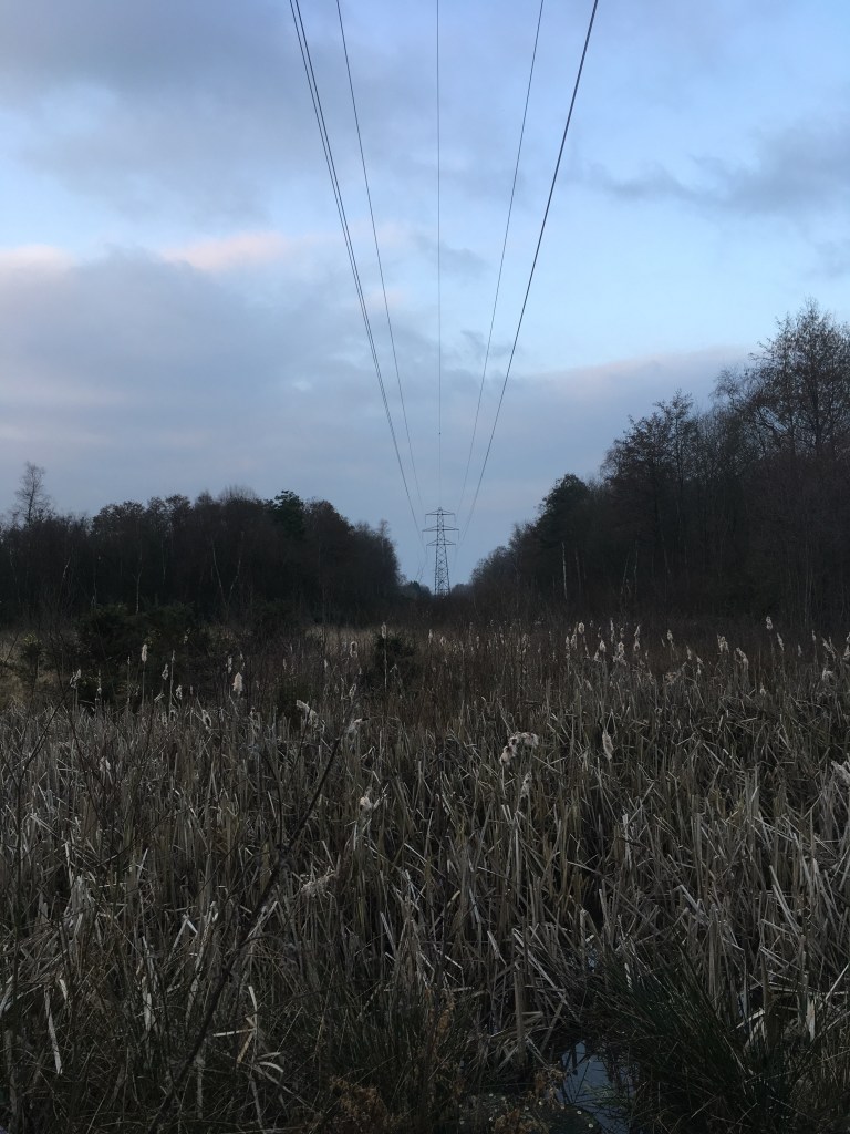 A wetland nature reserve with bulrushes in the foreground and power lines stretching overhead into a grey blue sky.