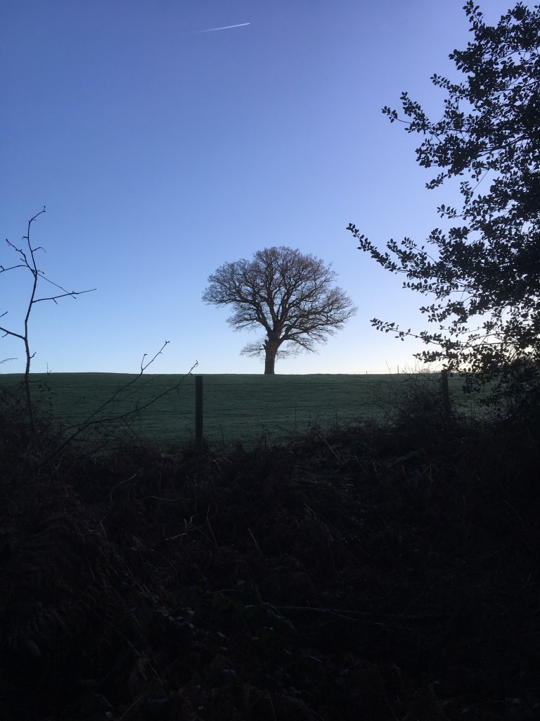 A bare tree in a green meadow against a clear blue sky.
