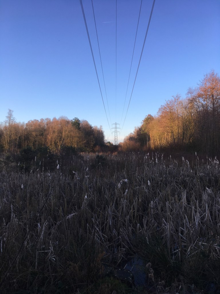 A wetland nature reserve against a clear blue sky.
