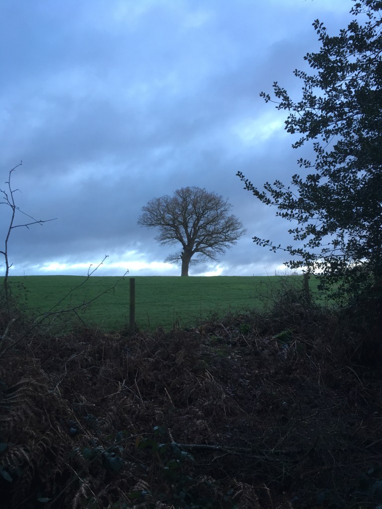 A bare tree in a green meadow against a cloudy grey sky.  A band of blue sky is visible on the horizon.