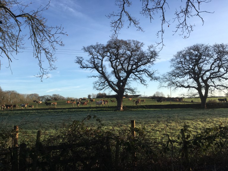 A pastoral scene looking over farm fields.  In the foreground a hedgerow and an empty field.  Large bare trees dominate the middle distance.  In the background a higher field full of cows and their young.  A blue sky overhead covered in whispy strands of white cloud.