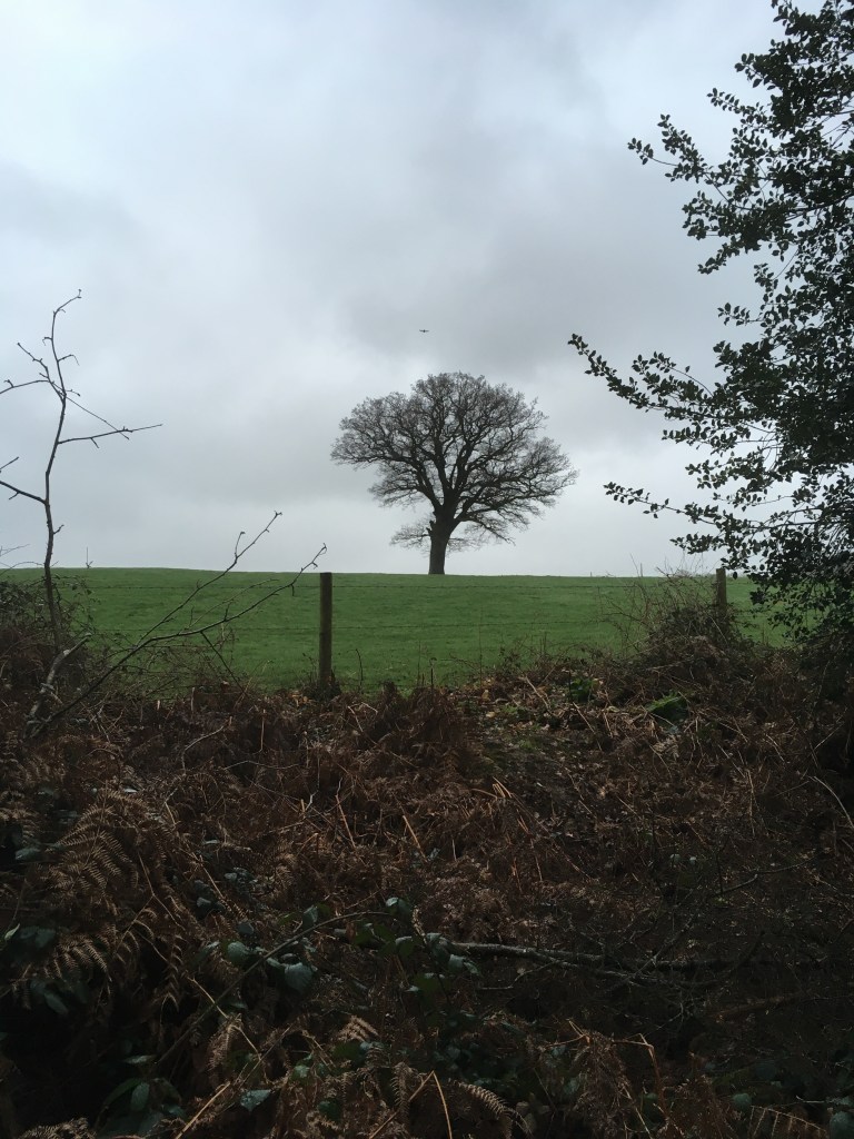 A photo of a bare tree in a green field against a grey sky.