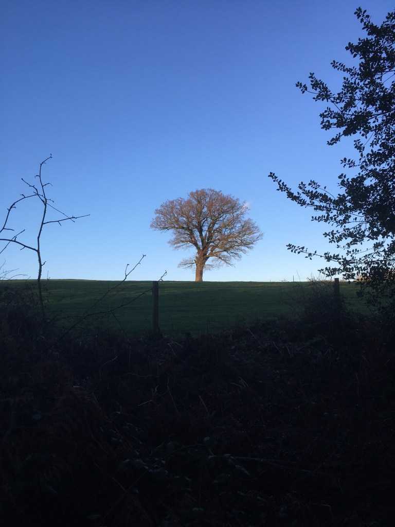 A photo of a bare tree in a green meadow against a brilliant blue sky.
