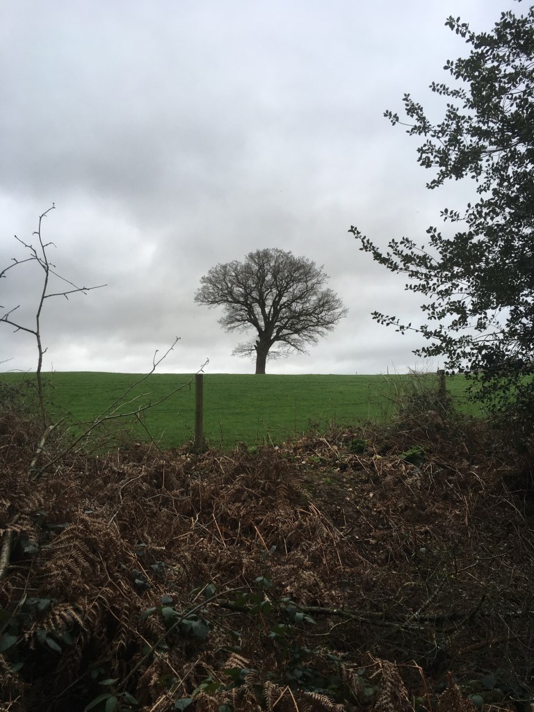 A photo of a bare tree standing in a green meadow against a sky filled with thick grey cloud.