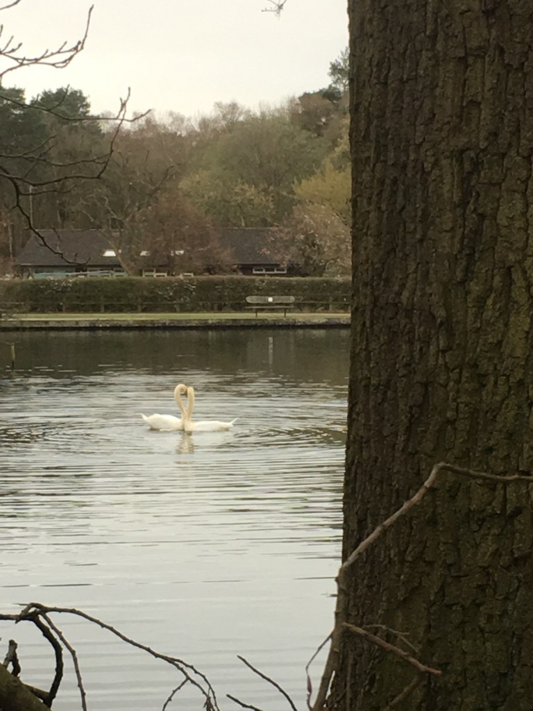 A photo of two swans in a lake