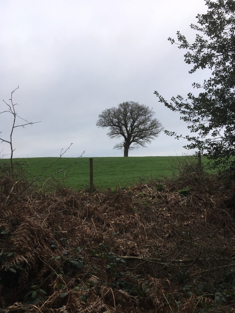 A bare tree stands in a green meadow against a sky filled with grey cloud.