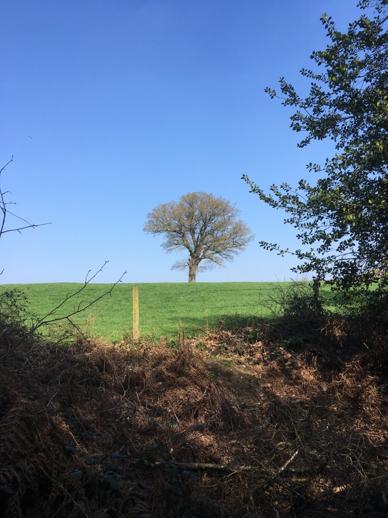 A photo of an oak tree in bud in a green meadow against a clear blue sky 