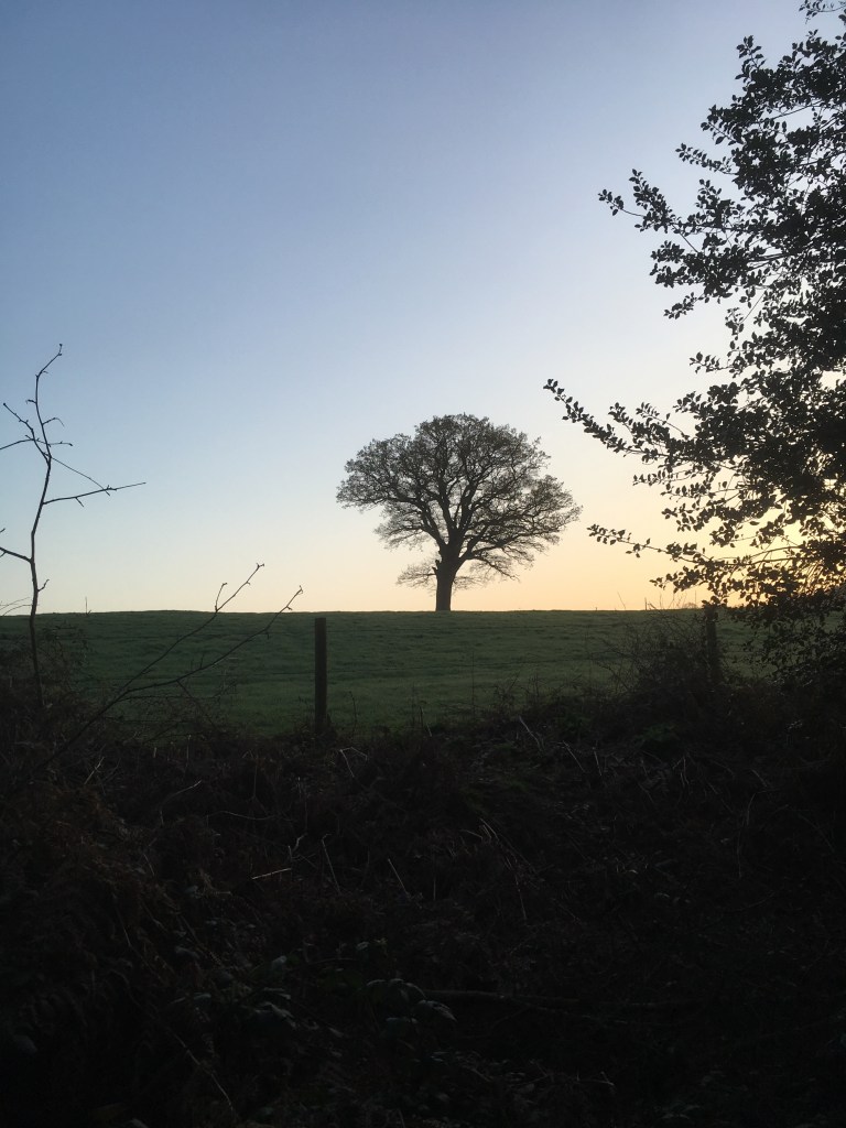 A photo of a bare oak tree in a green meadow silhouetted against a sapphire sky.