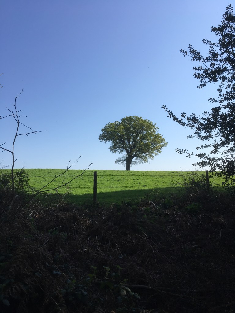 A photo of a large oak tree in early leaf in a green meadow against a clear blue sky.
