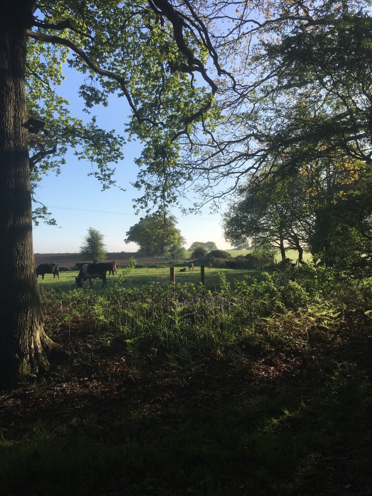 A photo of a country scene looking out through woodland dotted with bluebells over fields with cows in them under a blue sky.