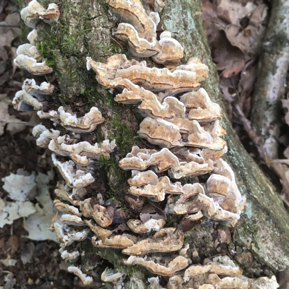 A photo of fungus growing on a fallen tree trunk