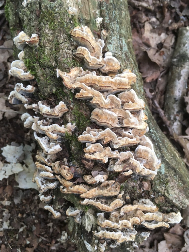 A photo of fungus growing on a fallen tree trunk
