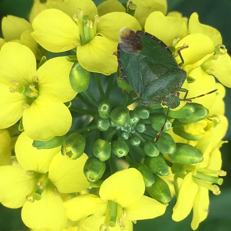 A photo of a green bug on a yellow flower