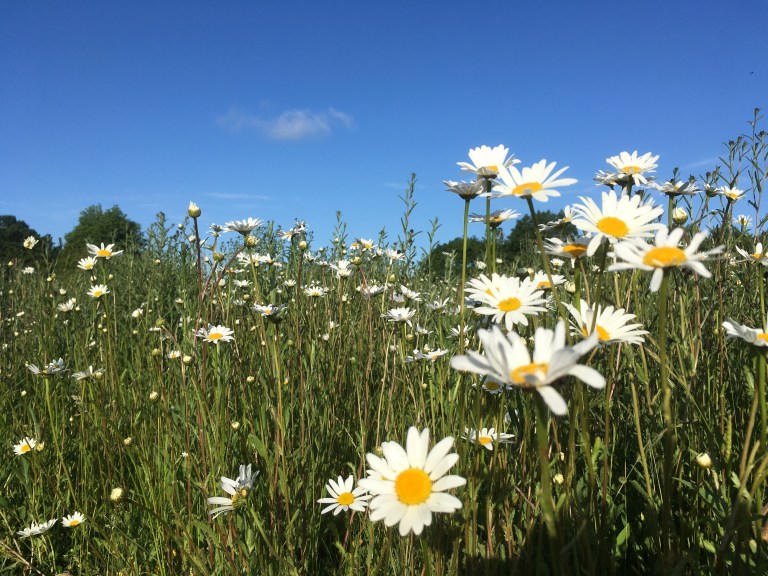 Ox-eye daisies in a meadow against a blue sky