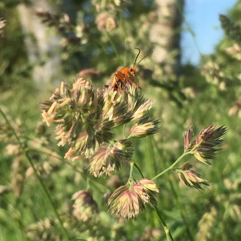 A close up photo of a grasshopper on log grass in a meadow