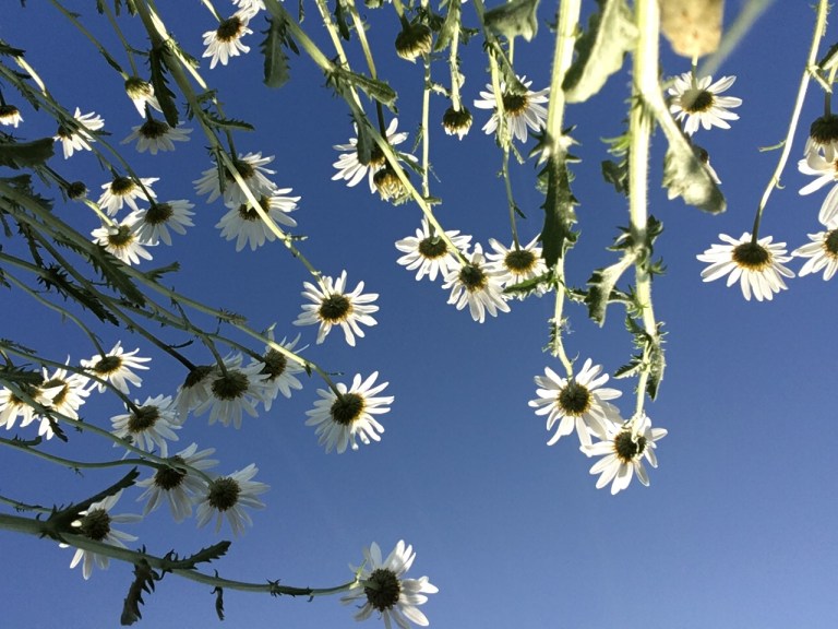 A photo of the underside of ox-eye daisies against a blue sky 