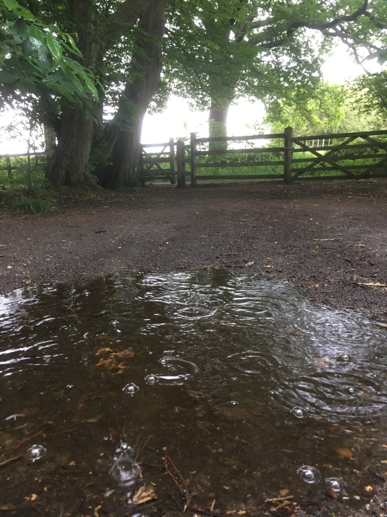 A photo of raindrops falling on a puddle in a wood 