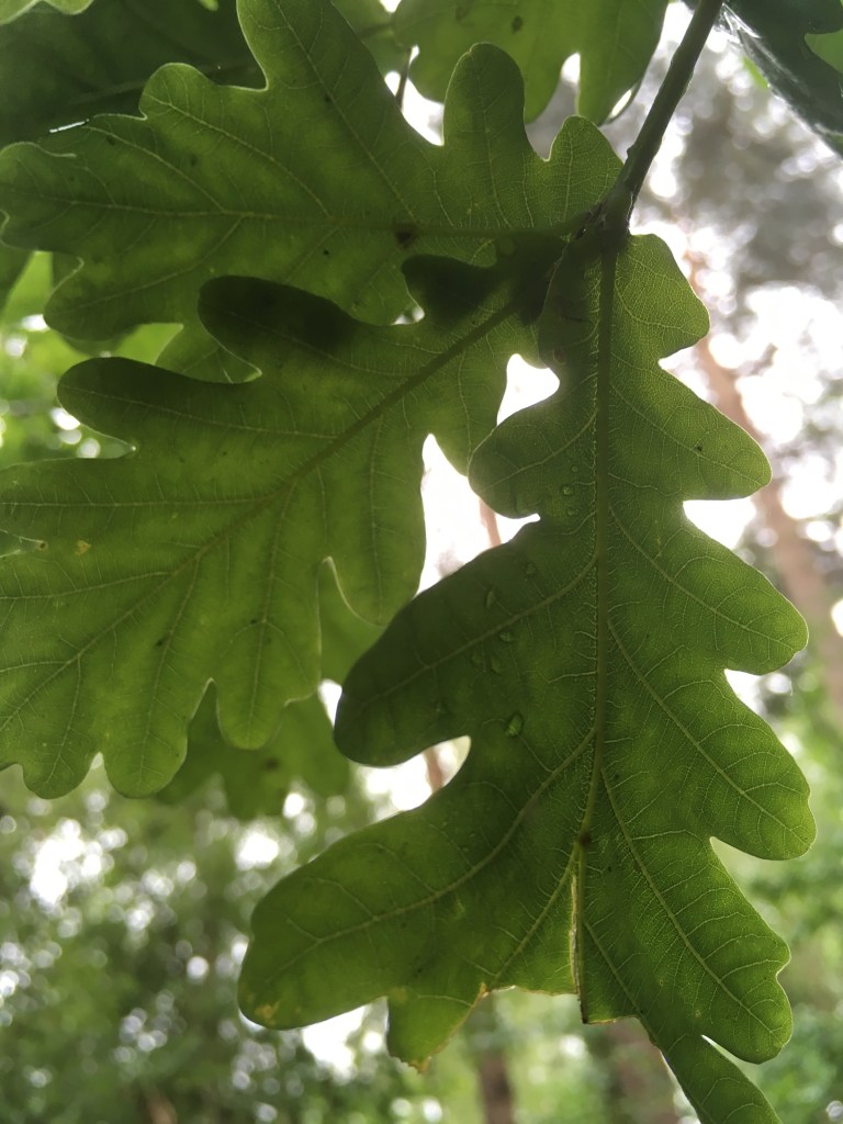 A photo of oak leaves