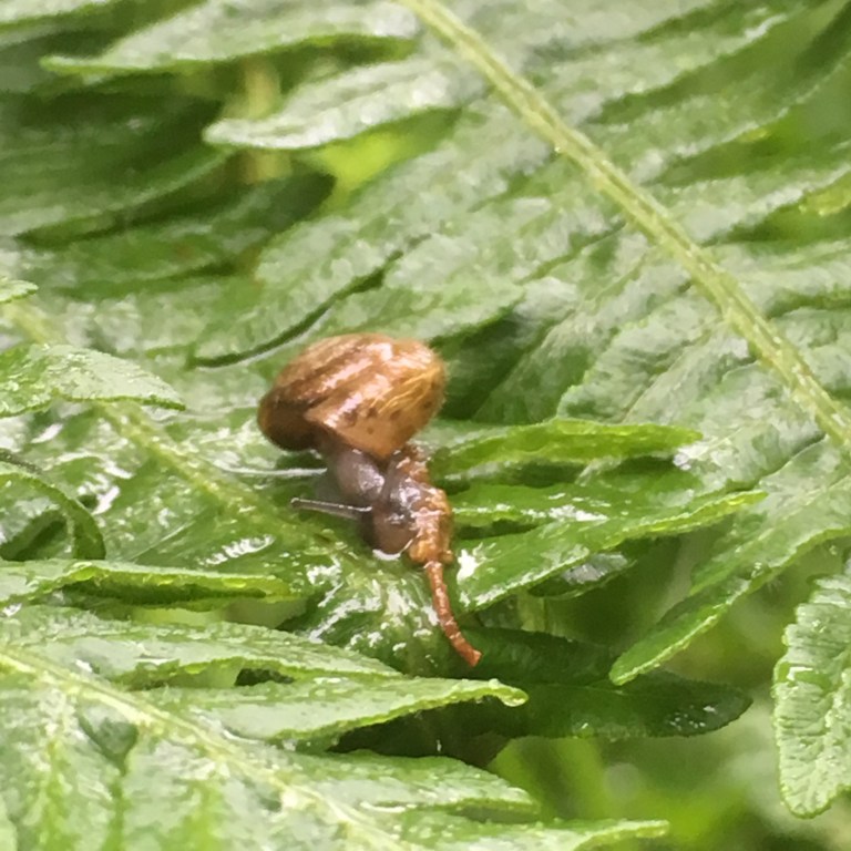 A photo of a small snail on a wet fern