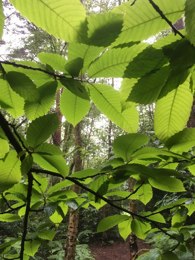 A photo of green leaves on a branch in woodland