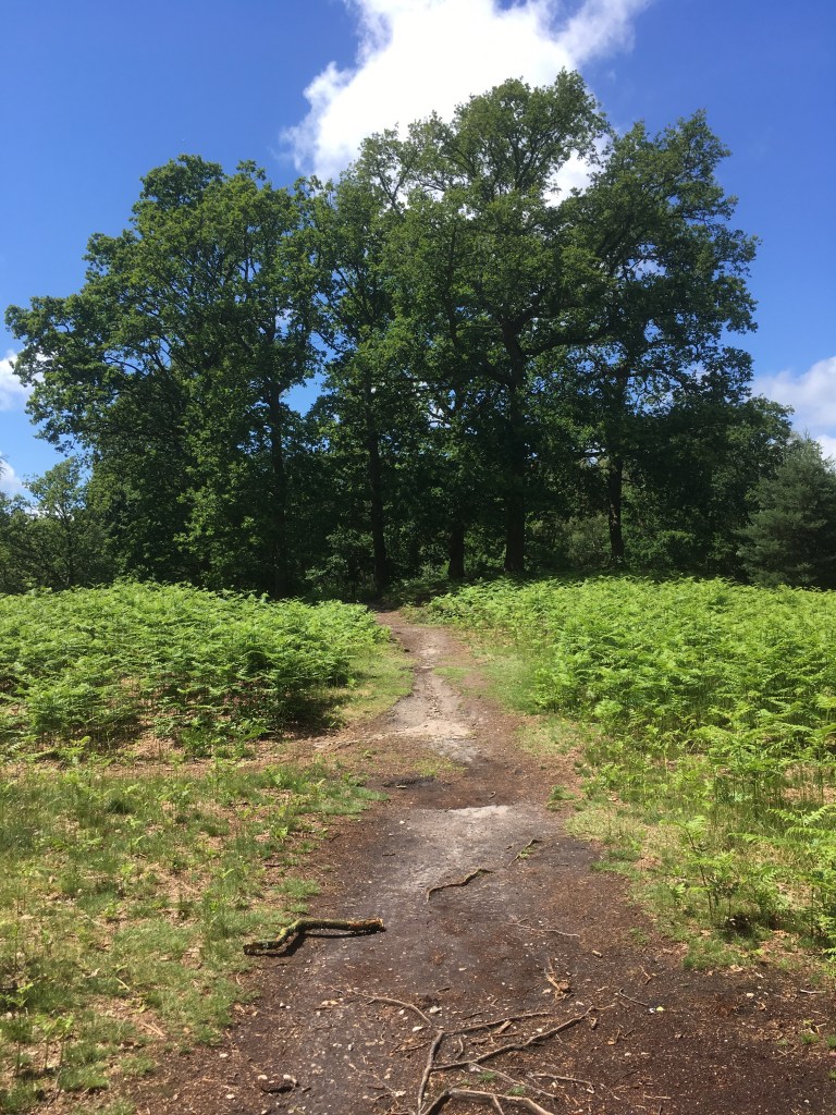 A photo of a path leading up to three tall trees standing on top of a small bell barrow