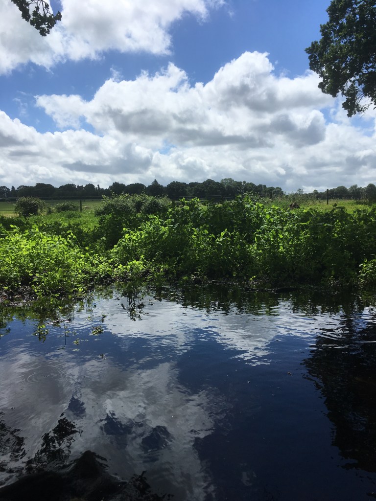 A photo of a countryside scene reflected in a large puddle