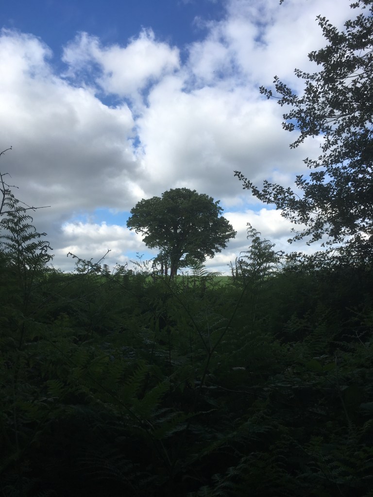 A photo of a leafy oak tree on a ridge in a green meadow against a blue sky dotted with white fluffy clouds 