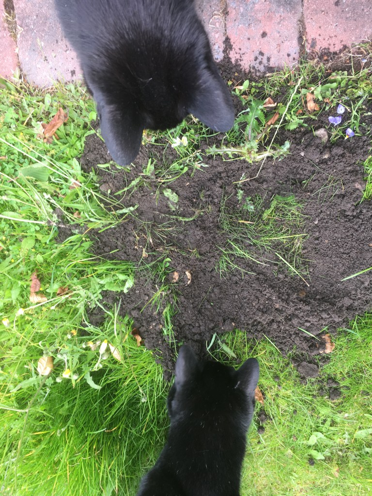 A photo of two black cats staring at a mole hill in a lawn