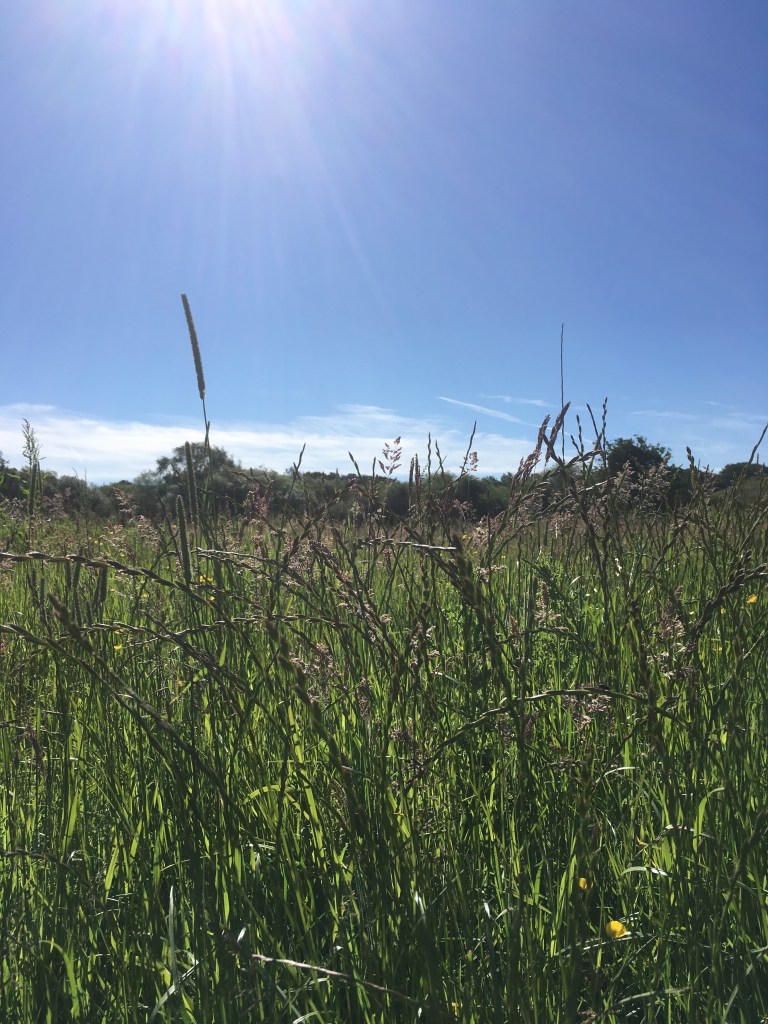 A photo of wildflowers in a meadow under a clear blue sky