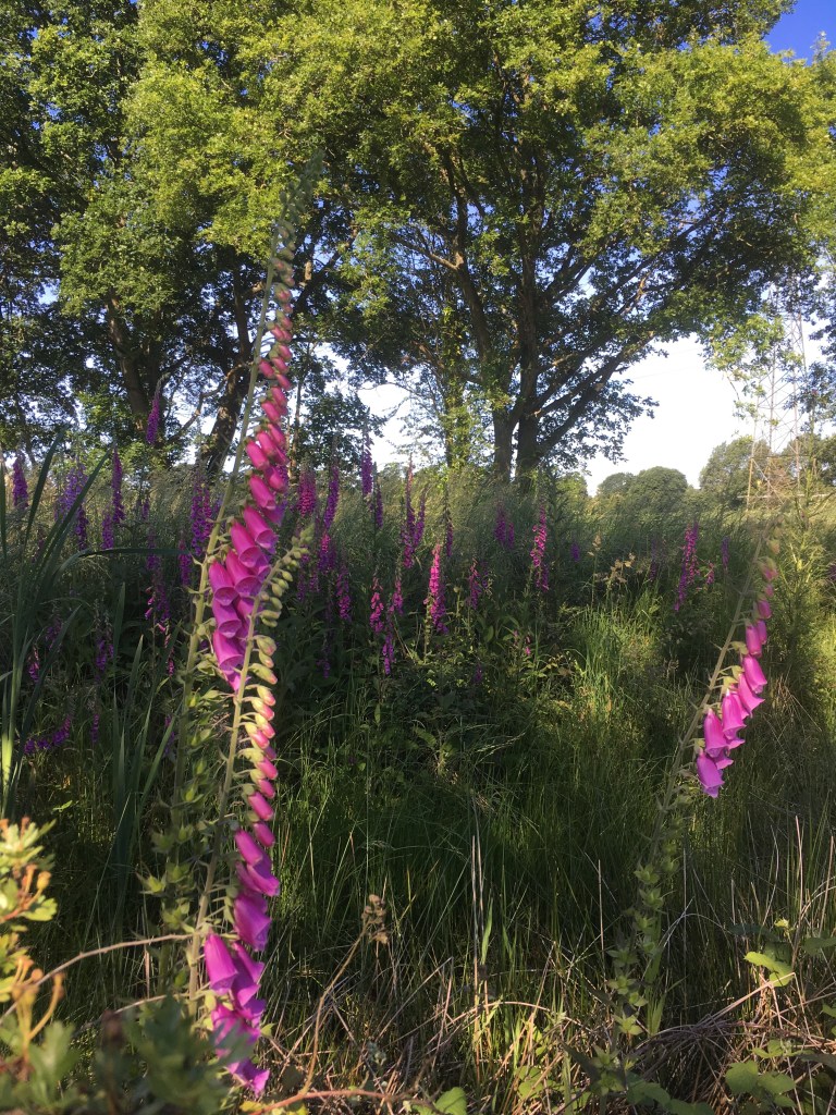 Photos of purple foxgloves growing alongside a ditch on the edge of a meadow 