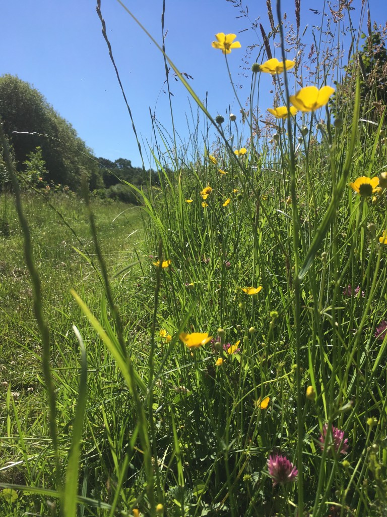 A ground level photo of a path mown through a meadow edged with wildflowers under a clear blue sky