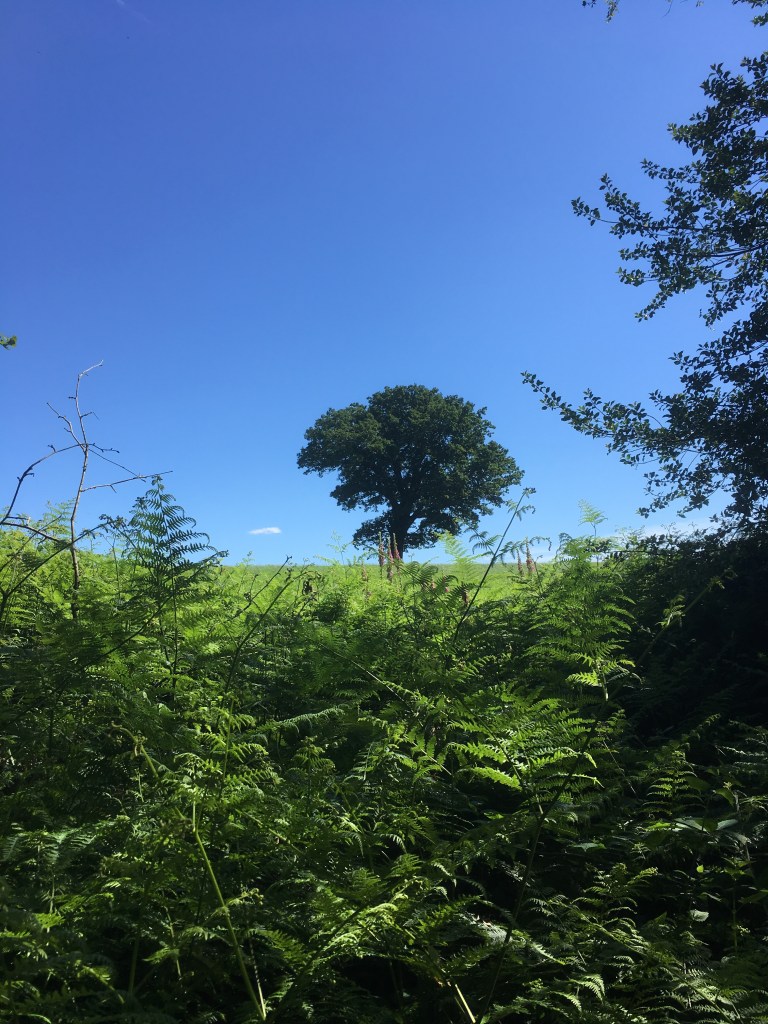 A photo of a leafy oak tree on a ridge in a green meadow against a bright blue sky