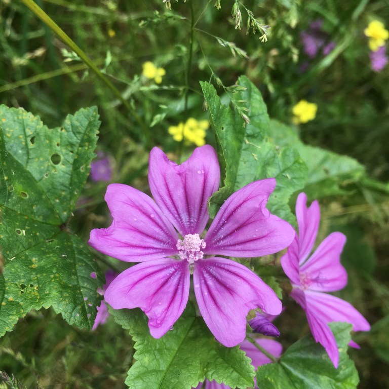 A photo of purple flowers against green foliage