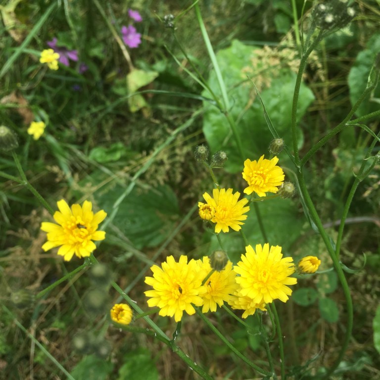 A photo of yellow flowers in green foliage 