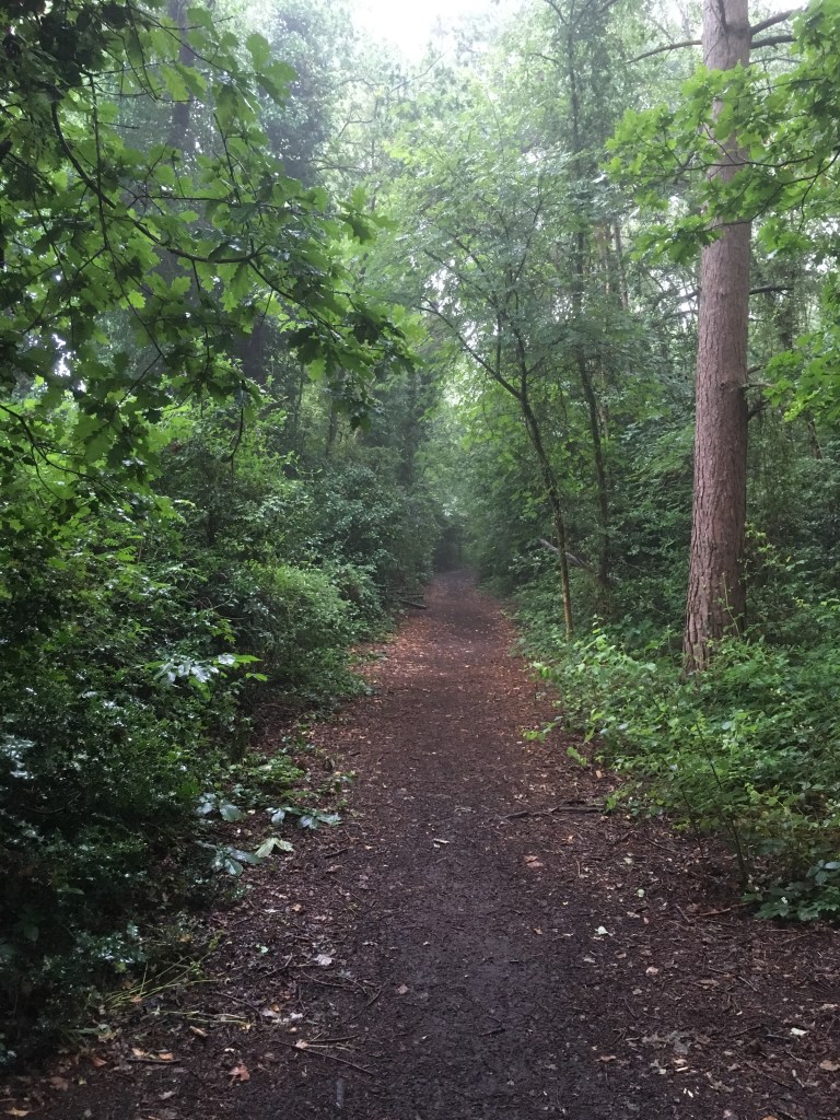 A photo of a brain trail disappearing into dense foliage