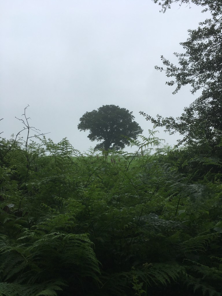 A photo of a leafy oak tree on a ridge in a green meadow under a grey sky