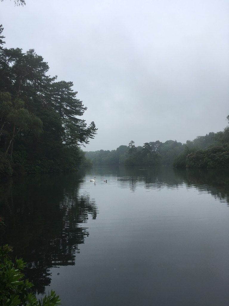 A photo of a swan and cygnet on a lake
