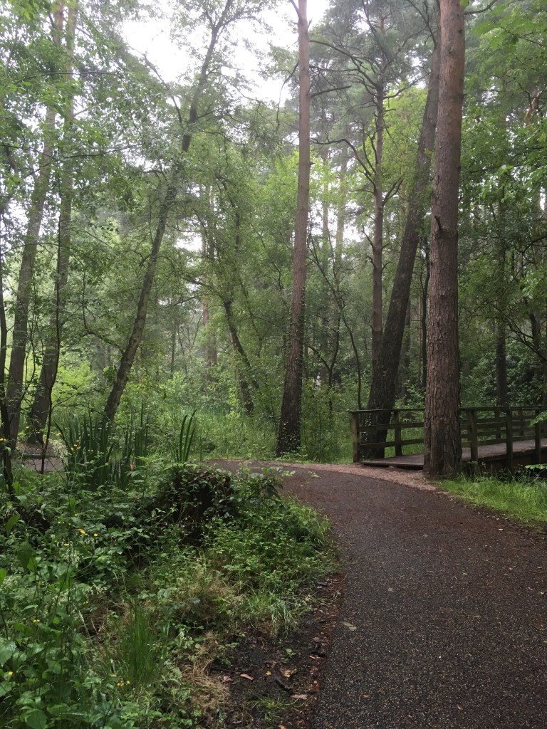 A photo of a woodland path curving to the left away from a wooden bridge