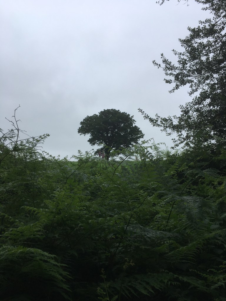 A photo of a leafy oak teee on a ridge in a green meadow under a grey sky